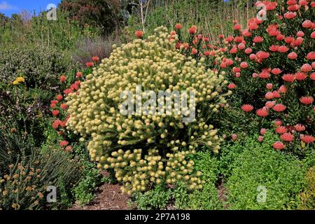 Phylica, Blume, Blüte, Rosenfamilie, Federkopf (Phylica pubescens), Zwergstrumpf, Kirstenbosch Botanical Gardens, Kapstadt, Südafrika Stockfoto