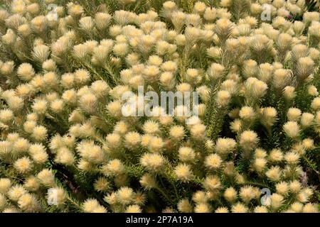 Phylica, Blume, Blüte, Rosenfamilie, Federkopf (Phylica pubescens), Zwergstrumpf, Kirstenbosch Botanical Gardens, Kapstadt, Südafrika Stockfoto