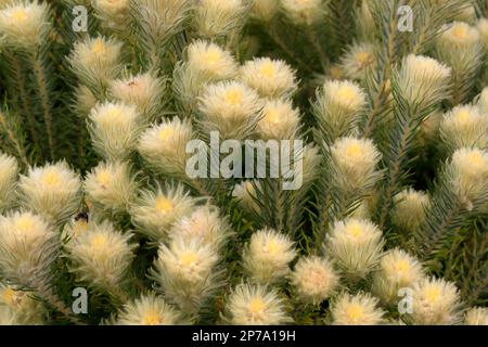 Phylica, Blume, Blüte, Rosenfamilie, Federkopf (Phylica pubescens), Zwergstrumpf, Kirstenbosch Botanical Gardens, Kapstadt, Südafrika Stockfoto