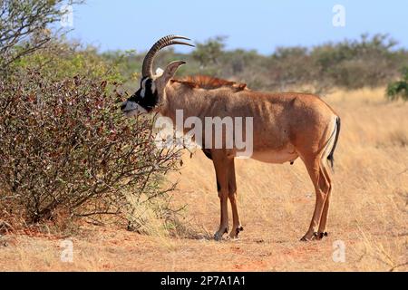 Roan Antilope (Hippotragus equinus), Erwachsener, Fütterung, Tswalu Wildreservat, Kalahari, Nordkap, Südafrika Stockfoto