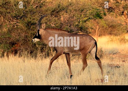 Roan Antilope (Hippotragus equinus), adult, Running, Tswalu Game Reserve, Kalahari, Nordkap, Südafrika Stockfoto