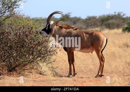 Roan Antilope (Hippotragus equinus), Erwachsener, Fütterung, Tswalu Wildreservat, Kalahari, Nordkap, Südafrika Stockfoto