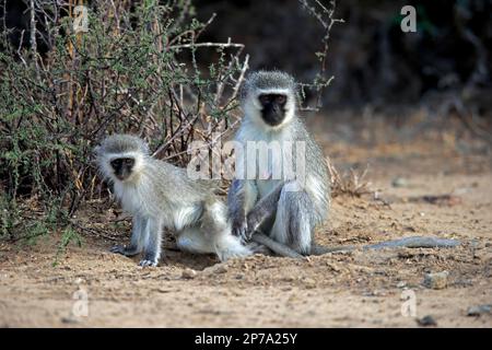 Vervet-Affe (Chlorocebus pygerythrus), Mutter mit jung, Frau mit jung, soziales Verhalten, Mountain Zebra National Park, Ostkap, Süd Stockfoto