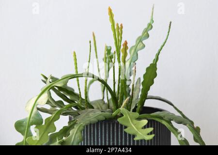 Epiphyllum anguliger, auch bekannt als Fishbone Cactus, ist eine Zimmerpflanze mit grünen Zickzackblättern. Nahaufnahme der Anlage isoliert auf weißem Hintergrund. Stockfoto