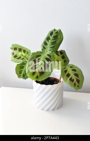 Maranta leuconeura kerchoveana, Gebetspflanze in einem weißen Topf, isoliert auf weißem Hintergrund. Tropische Zimmerpflanze mit grünen und braunen Blättern. Stockfoto