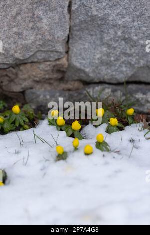 Winterakonit, eranthis hyemalis, im Schnee Stockfoto