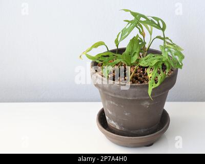 Monstera adansonii, auch bekannt als schweizer Käsepflanze, isoliert auf weißem Hintergrund in einem braunen Terrakotta-Topf. Zimmerpflanze mit herzförmigem grünem Laub. Stockfoto