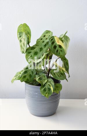 Maranta leuconeura kerchoveana variagata, Gebetspflanze in einem weißen Topf, isoliert auf weißem Hintergrund. Verschiedene tropische Hauspflanzen. Stockfoto