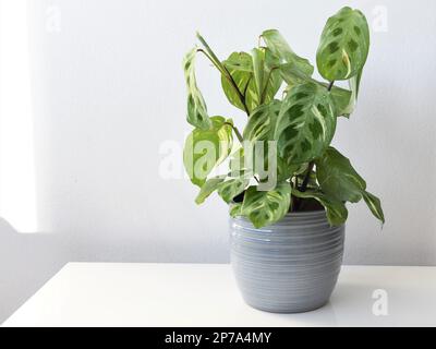 Maranta leuconeura kerchoveana variagata, Gebetspflanze in einem grauen Topf, isoliert auf weißem Hintergrund. Bunte tropische Zimmerpflanze mit grünen Blättern. Stockfoto