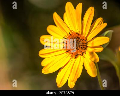 Garden Sun Eye in voller Blüte Stockfoto