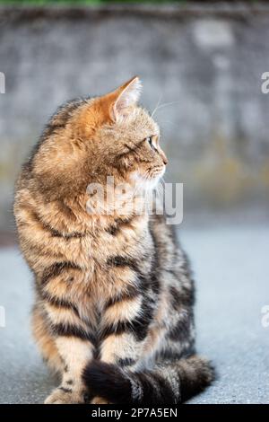 Wunderschöne, selbstbewusste Hauskatze, die tagsüber auf ihren hinteren Beinen auf dem Gehweg sitzt, mit geringer Schärfentiefe. Stockfoto