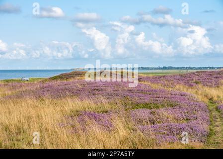 Blühende Heidekraut in den wilden Wiesen Stockfoto