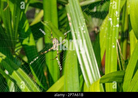 Nahaufnahme einer Gartenspinne, die auf ihrem Netz sitzt und auf das Gebet wartet. Spider und Spinnennetz am Morgen Stockfoto