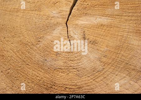 Holzoberflächen von Baumstumpf mit Rissen, die von oben nach Mitte verlaufen, abschneiden. Draufsicht. Stockfoto
