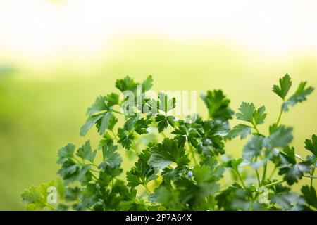 Frische grüne Petersilienblätter aus der Nahaufnahme bei geringer Schärfentiefe. Stockfoto