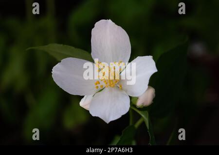 Kleine wilde weiße Blume mit gelber Pistille Makro Nahaufnahme isoliert. Stockfoto
