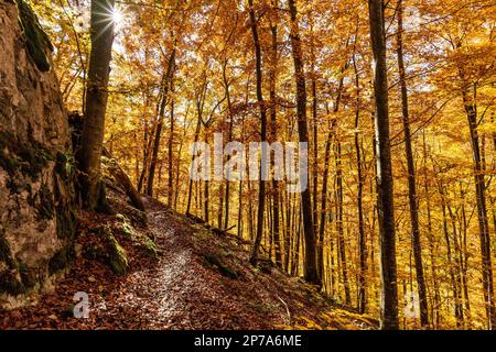 Der Pfad führt durch den lichtdurchfluteten Herbstwald, die Schwäbische Alb, Baden-Württemberg, Deutschland Stockfoto