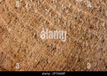 Holzstumpffläche Makroaufnahme der Kornstruktur. Stockfoto