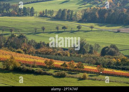 Drohnenschuss, Weinberge und Wiesen im Herbst, bei Neuenstein-Obersoellbach, Baden-Württemberg, Deutschland Stockfoto