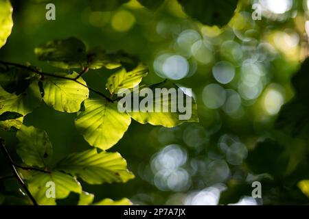 Grüne Blätter auf einem Zweig Nahaufnahme geringe Schärfentiefe mit Hintergrundbeleuchtung durch Sonnenlicht mit Blick auf den niedrigen Winkel. Stockfoto