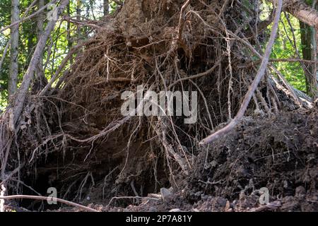Sehr großer Waldbaum, der nach einem massiven Sturm entwurzelt ist. Baumstumpf-Krater, Sommer, Tag, keine Menschen. Europa . Stockfoto