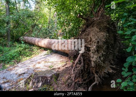 Sehr großer Waldbaum, der nach einem massiven Sturm entwurzelt ist. Baumstumpf-Krater, Sommer, Tag, keine Menschen. Europa . Stockfoto