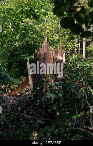 Ein großer Waldbaum ist nach einem massiven Sturm in zwei Hälften gerissen. Große Splitter, Sommertag, keine Menschen. Europa. Stockfoto