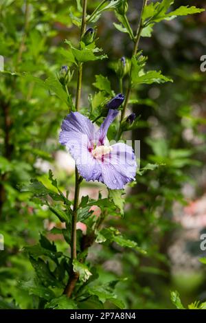 Lila blühende Hibiskusblume im Busch, Nahaufnahme, geringe Schärfentiefe. Stockfoto