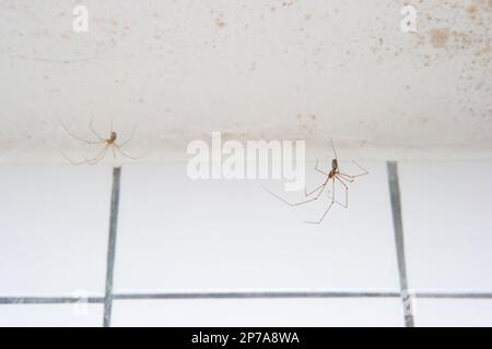 Langbeinige gewöhnliche Spinnen, die im Badezimmer ein Netz bilden, Nahaufnahme, keine Menschen. Stockfoto