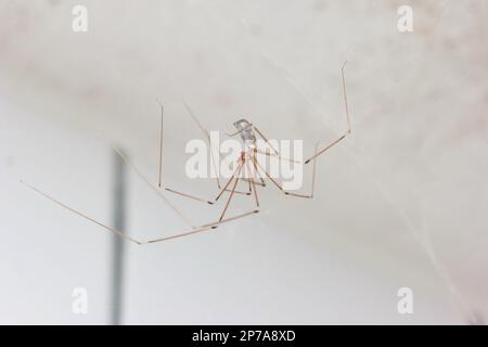 Eine langbeinige gewöhnliche Spinne, die im Badezimmer ein Netz bildet, in der Nähe von Makroaufnahmen, keine Menschen. Stockfoto