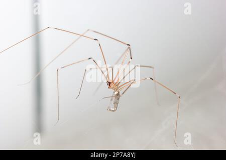 Eine langbeinige gewöhnliche Spinne, die im Badezimmer ein Netz bildet, in der Nähe von Makroaufnahmen, keine Menschen. Stockfoto