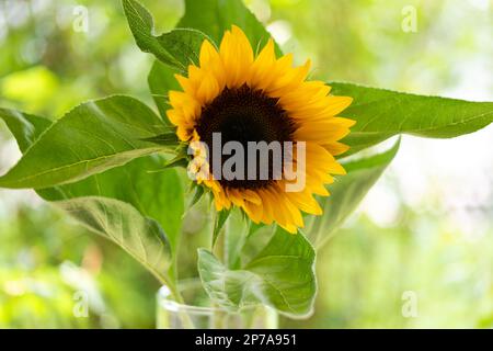 Einzelner Sonnenblumenstiel in einer Glasvase Weitwinkel-Nahaufnahme, geringe Schärfentiefe. Grüner Unschärfe-Hintergrund, keine Menschen. Stockfoto