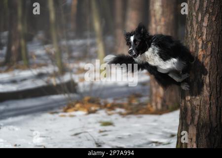 Ein Border Collie Hund posiert und zeigt verschiedene Tricks in einer etwas winterlichen Umgebung. Wenig Schnee Stockfoto