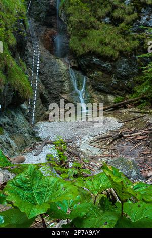 Schwieriger Pfad mit Leiter in der Nähe des Wasserfalls im Canyon des Nationalparks Slovak Paradise, Slowakei, Slowacki Raj National Park, Slowakei, Europa Stockfoto