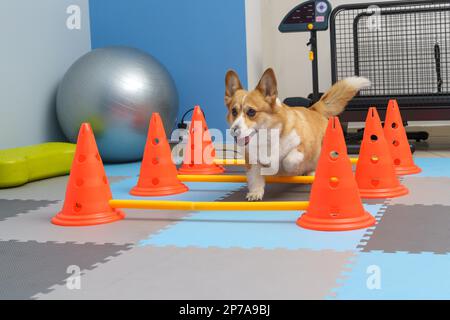 Rehabilitation von Hunden unter menschlicher Betreuung. Tiergesundheit Stockfoto