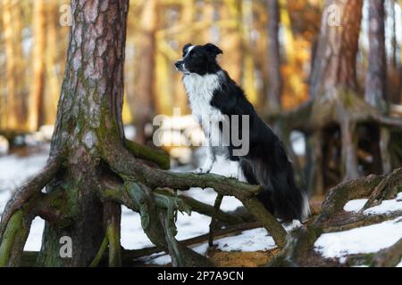 Ein Border Collie Hund posiert und zeigt verschiedene Tricks in einer etwas winterlichen Umgebung. Wenig Schnee Stockfoto