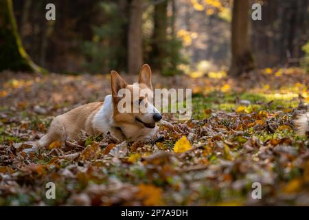 Ein Pembroke Welsh Corgi Hund begleitet einen Wanderweg in den Bergen. Polen Stockfoto