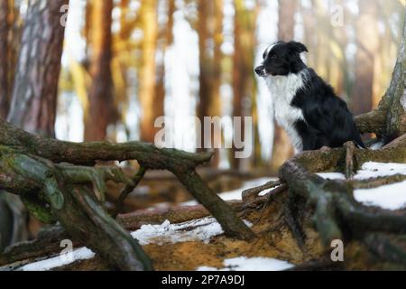 Ein Border Collie Hund posiert und zeigt verschiedene Tricks in einer etwas winterlichen Umgebung. Wenig Schnee Stockfoto