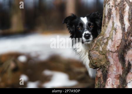 Ein Border Collie Hund posiert und zeigt verschiedene Tricks in einer etwas winterlichen Umgebung. Wenig Schnee Stockfoto