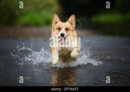 Corgi-Hund, der auf Wasser im Fluss läuft, ein Fangstock. Sommer, Polen, Europa Stockfoto