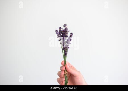 Lilavendelfarbene Zweige, die mit einem Seil in der Hand gehalten werden, von weißer männlicher Hand Nahaufnahme isoliert auf Weiß. Stockfoto