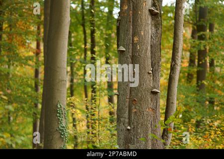 Baumpilze (Fomes fomentarius) (Zinnpilz) auf Baumstämmen in einem halbnatürlichen Milchmischwald im Herbst. Deutschland, Brandenburg, Barnim Stockfoto