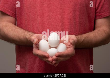 Frische weiße rohe Eier, die der Mensch in einem roten T-Shirt in den Schrumpfhänden hält. Kein Gesicht, Studiofoto. Stockfoto