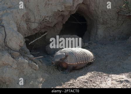 Armadillo in Wüstenumgebung, Halbinsel Valdes, UNESCO-Weltkulturerbe, Patagonien, Argentinien. Stockfoto