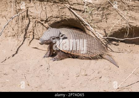 Armadillo in Wüstenumgebung, Halbinsel Valdes, UNESCO-Weltkulturerbe, Patagonien, Argentinien. Stockfoto