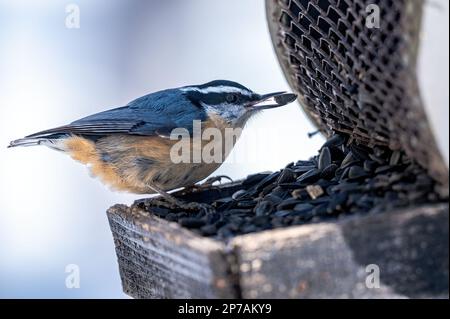 Rotbrustnuthatch (Sitta canadensis), hoch oben auf Vogelfutter und Fütterung von Sonnenblumenkernen, Winterszene Stockfoto