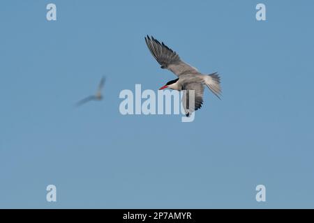 Südamerikanische Tern im Flug, Patagonien, Argentinien. Stockfoto