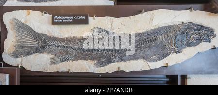 Kemmerer, Wyoming, Fossil Butte National Monument. Das Fossil eines Schnabelsandfisches (Notogoneus osculus) ist unter den Fossilien, die beim Besucher ausgestellt werden Stockfoto