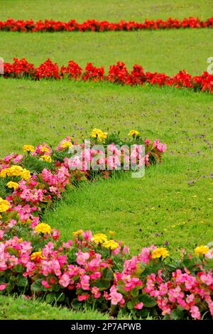 Farbenfrohe Blumen im Mirabell Garten, Salzburg, Österreich, Europa Stockfoto