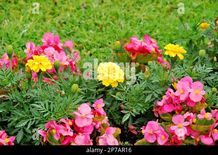 Farbenfrohe Blumen im Mirabell Garten, Salzburg, Österreich, Europa Stockfoto